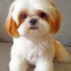 shih-tzu-paint-by-number-1