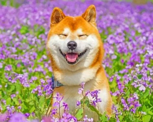Smiling Shiba Inu Paint by numbers