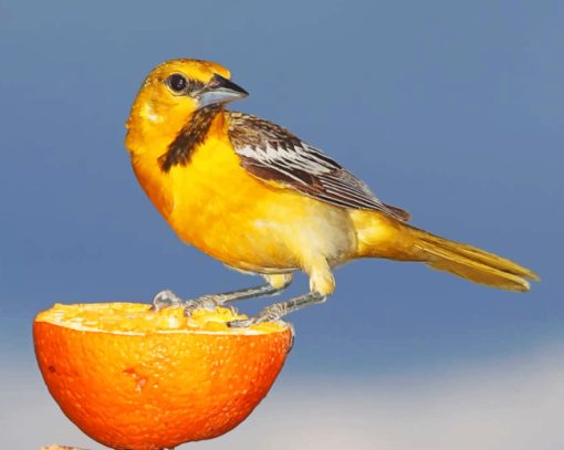 yellow-and-brown-sparrow-on-sliced-orange-paint-by-numbers