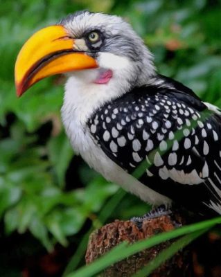 Yellow Billed Hornbill Paint by numbers