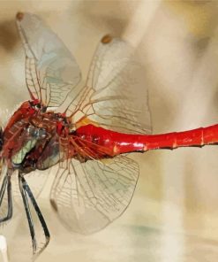 Aesthetic Red Dragonfly paint by number