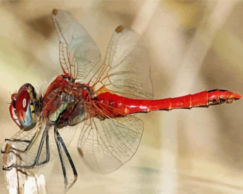 Aesthetic Red Dragonfly paint by number