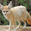 Fennec Fox Animal paint by number