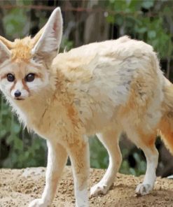 Fennec Fox Animal paint by number