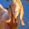 Long Eared Goat Animal paint by number