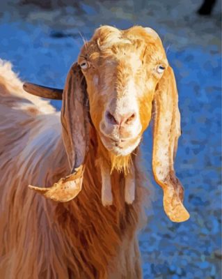 Long Eared Goat Animal paint by number