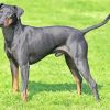 Manchester Terrier paint by number
