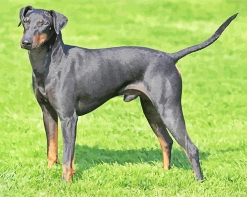 Manchester Terrier paint by number