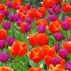 Orange Purple Tulips paint by number