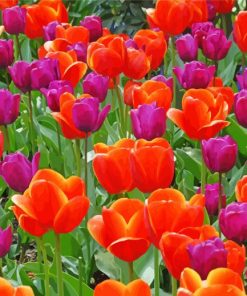Orange Purple Tulips paint by number