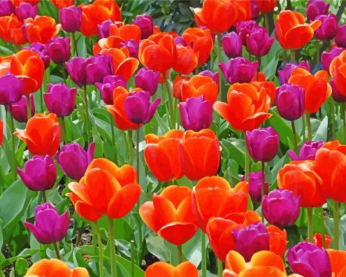 Orange Purple Tulips paint by number