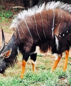 Aesthetic Nyala Animal Paint by number