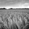 Black And White Wheat Field paint by number