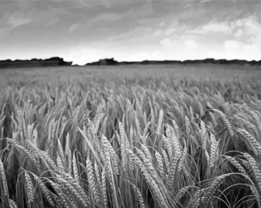 Black And White Wheat Field paint by number