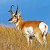 Aesthetic Pronghorn Animal paint by number