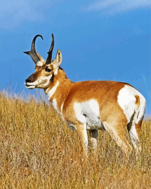 Aesthetic Pronghorn Animal paint by number