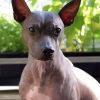 Aesthetic American Hairless Terrier Paint by number