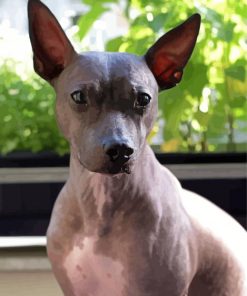 Aesthetic American Hairless Terrier Paint by number