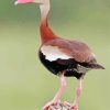 Aesthetic Black Bellied Whistling Duck paint by number