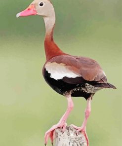 Aesthetic Black Bellied Whistling Duck paint by number