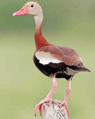 Aesthetic Black Bellied Whistling Duck paint by number