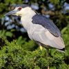 Aesthetic Black Crowned Night Heron paint by number