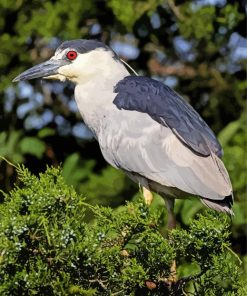 Aesthetic Black Crowned Night Heron paint by number