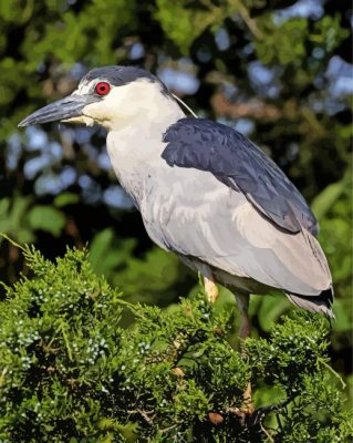 Aesthetic Black Crowned Night Heron paint by number