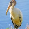 Aesthetic Wood Stork paint by number