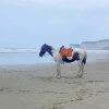 Alone Horse On Beach paint by number