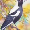 Australian Magpie Art paint by number