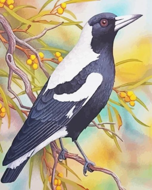 Australian Magpie Art paint by number