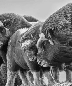 Black And White Muskox paint by number