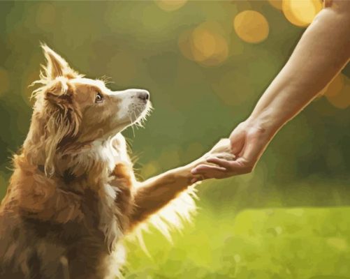 Blonde Border Collie Holding Human Hand Paint by number