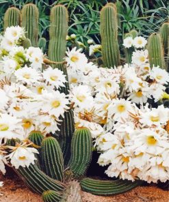 Cactus With White Flowers Paint by number