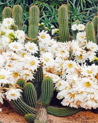 Cactus With White Flowers Paint by number