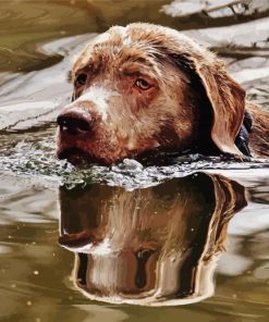 Chocolate Labrador Dog Swimming paint by number