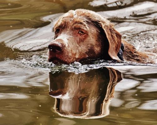 Chocolate Labrador Dog Swimming paint by number