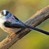 Cool Long Tailed Tits paint by number