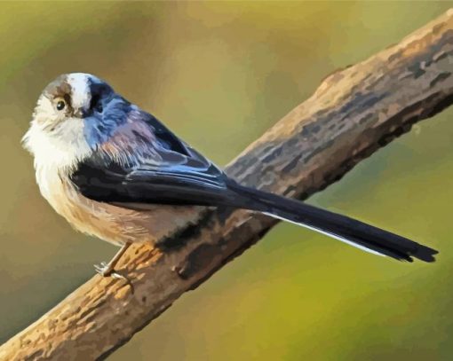 Cool Long Tailed Tits paint by number