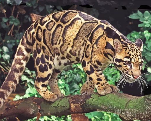 Clouded Leopard paint by number