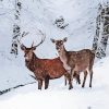 Deers In Snow paint by number
