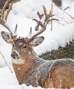Deer In Snow paint by number
