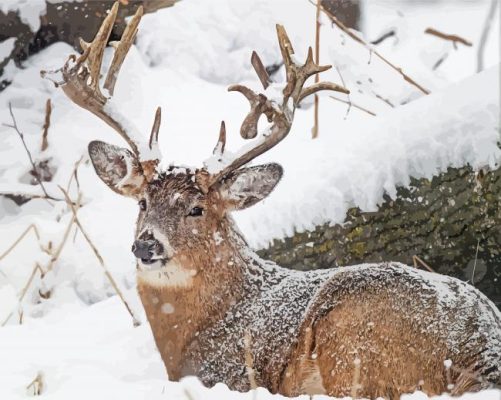 Deer In Snow paint by number