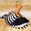 Hoopoe paint by number