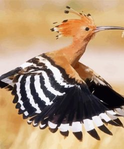 Hoopoe paint by number