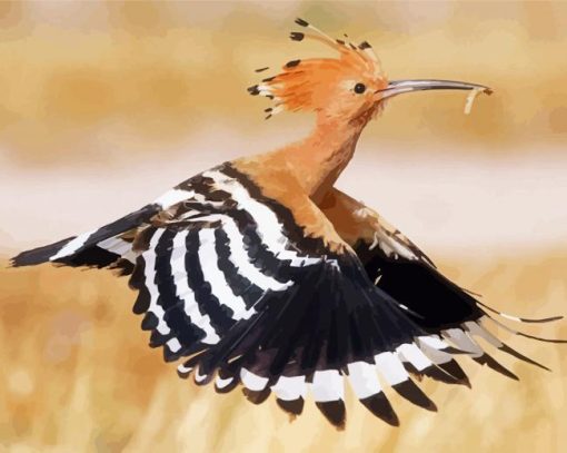 Hoopoe paint by number