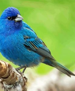 Indigo Bunting Bird paint by number