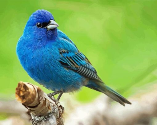 Indigo Bunting Bird paint by number