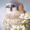 Kestrel Bird Art paint by number